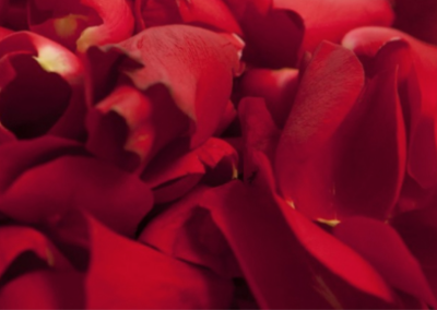 Des Pétales de Roses